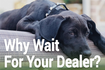 puppy waiting for person